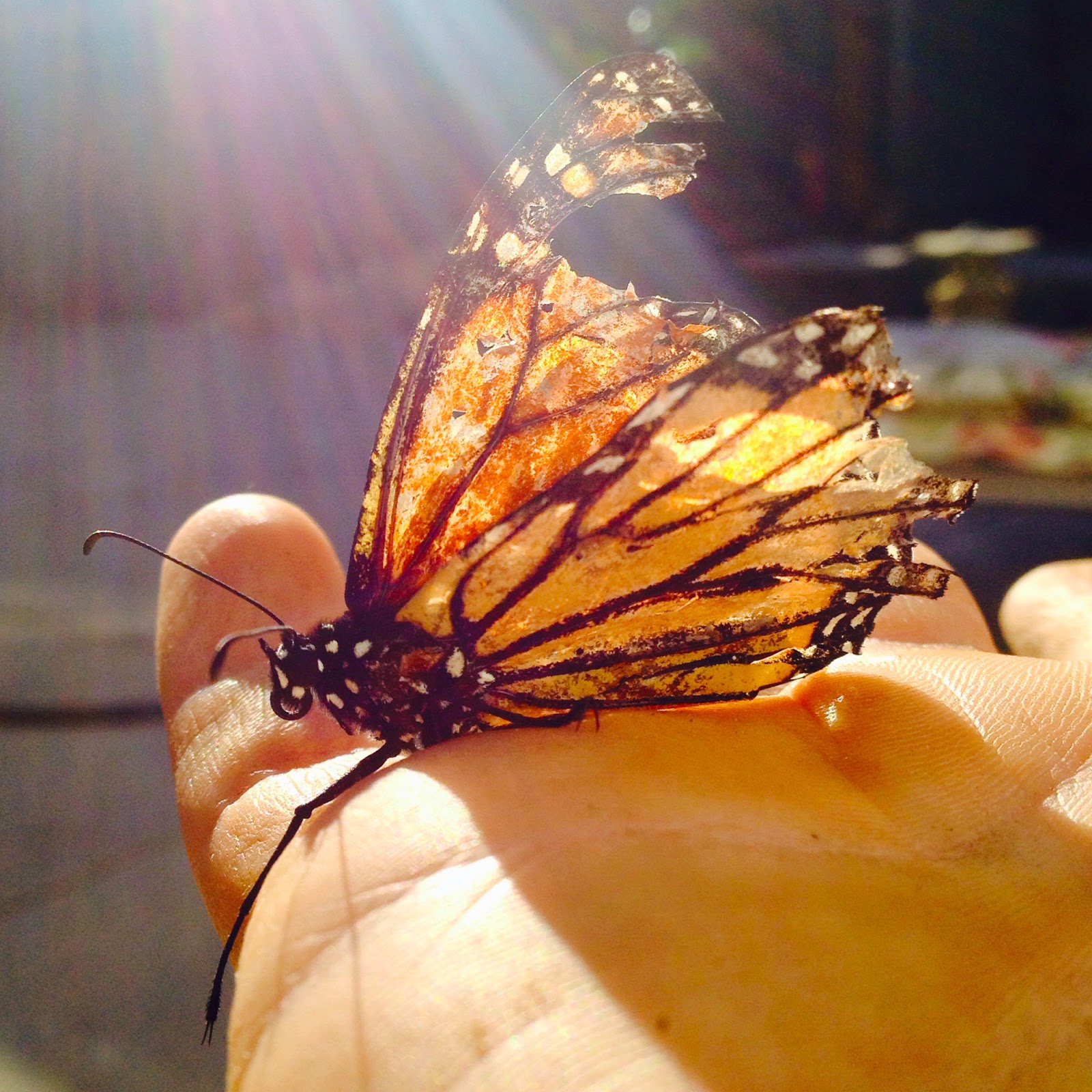 Fetching Butterflies Leak: The Public Reaction - 74g00kn