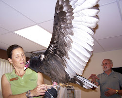 ten flying bird vultures largest