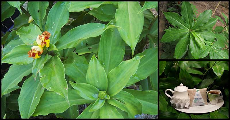 Insulin Plant And Its Number Of Health Benefits - Dr. Farrah MD