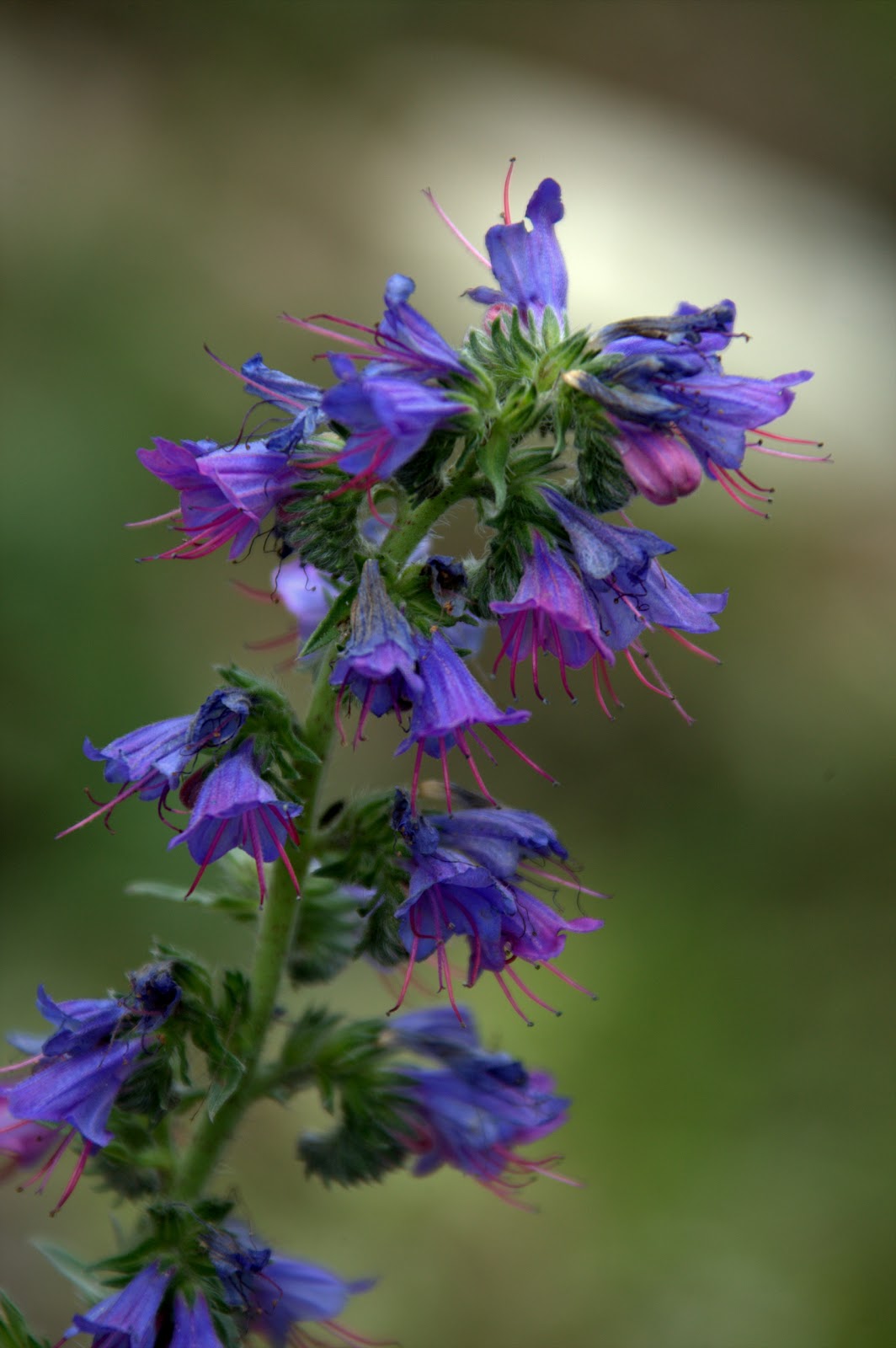 Heil Und Gewürzpflanze Mit 6 Buchstaben Alpenblumen: Gewoehnlicher Natternkopf - Echium vulgare