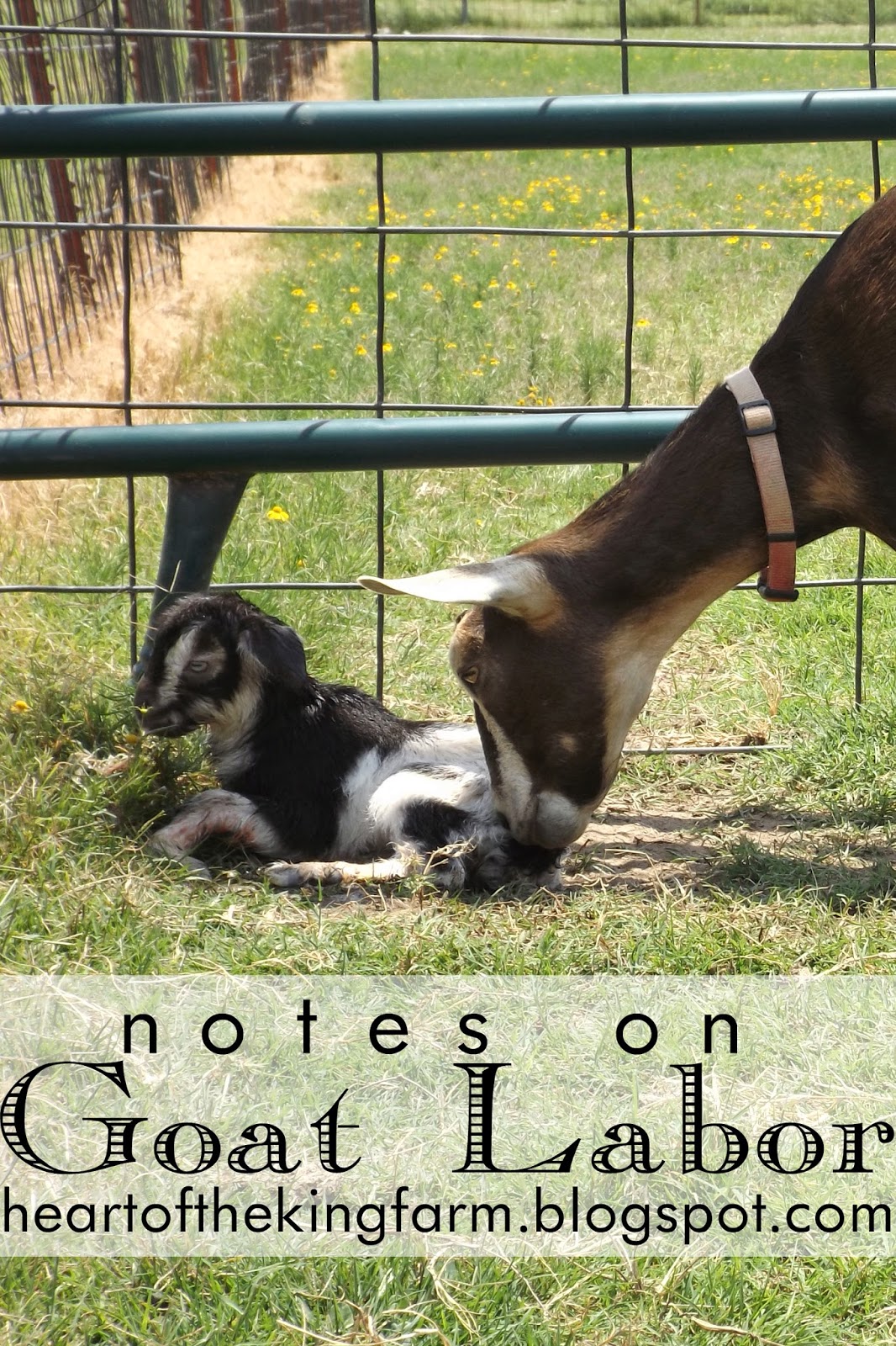 Heart of the King Farm Notes on Goat Labor