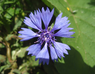 Flor azul del aciano(Centaurea cyanus)