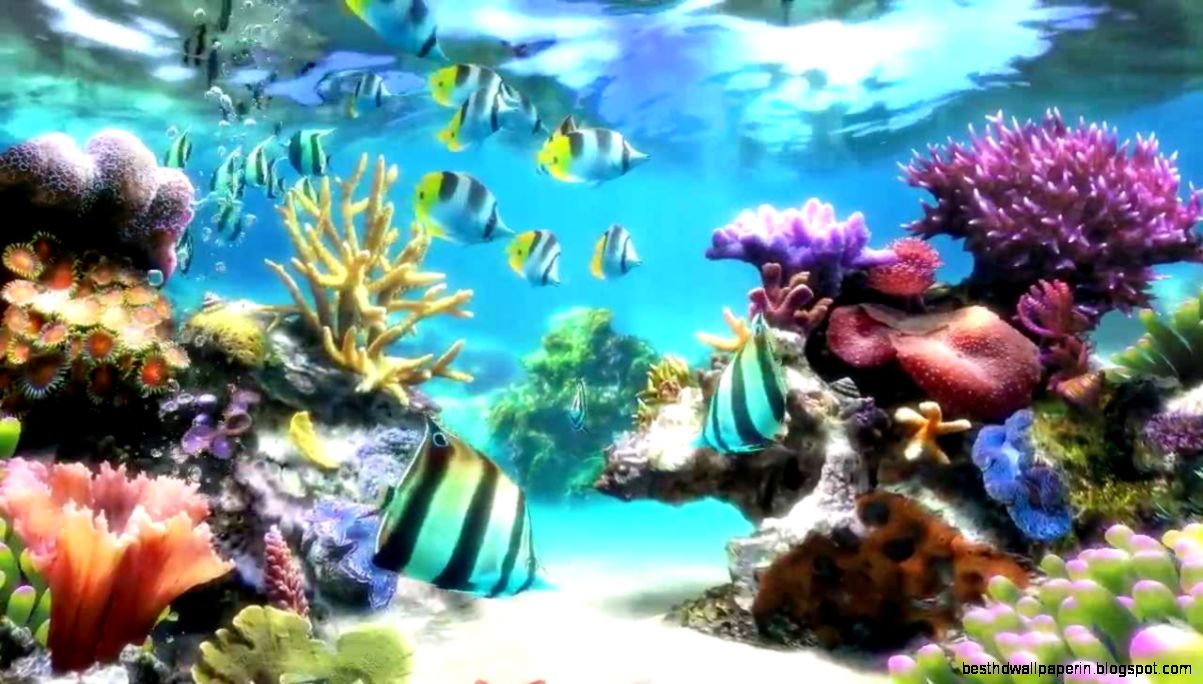 Sim Aquarium   Screensaver amp Live Wallpaper   YouTube