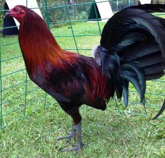 gallo d pelea Pure black mcrea