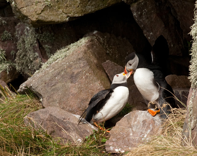 Image of adult puffin with young bird
