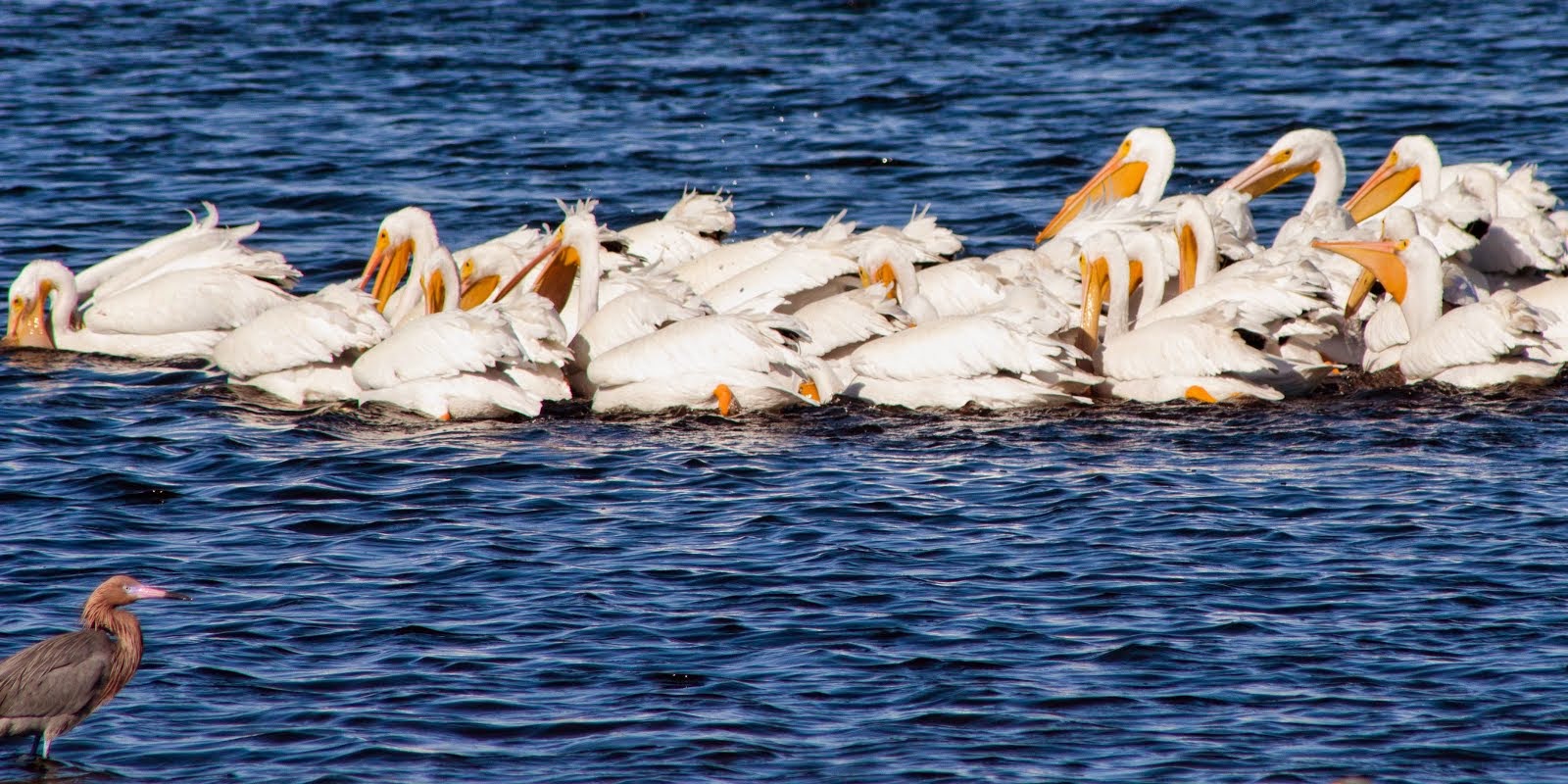 White Pelicans photo-bombed