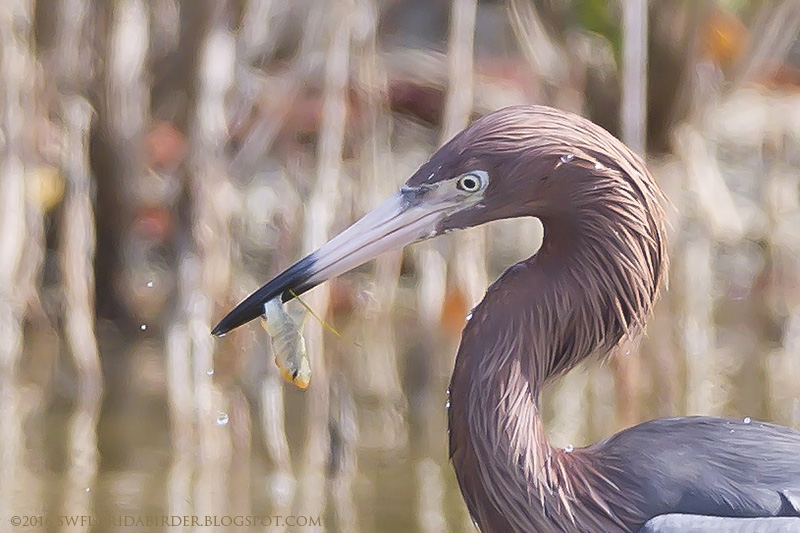 SWFloridabirder Little Estero Lagoon Spring Nesting Part II