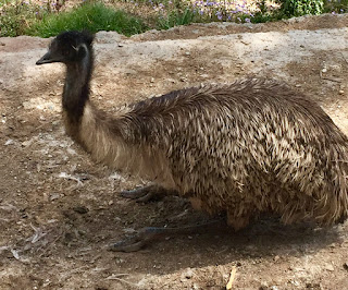 Zoo, Emu