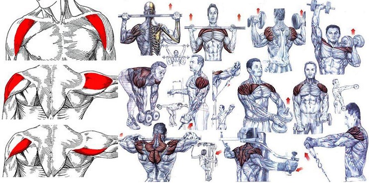 Exercises + Tips For A Complete Shoulder Workout Bodydulding