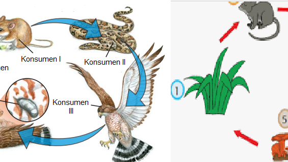 Tugas Ipa Rantai Makanan Makhluk Hidup Dan Hewan Kompasko Com