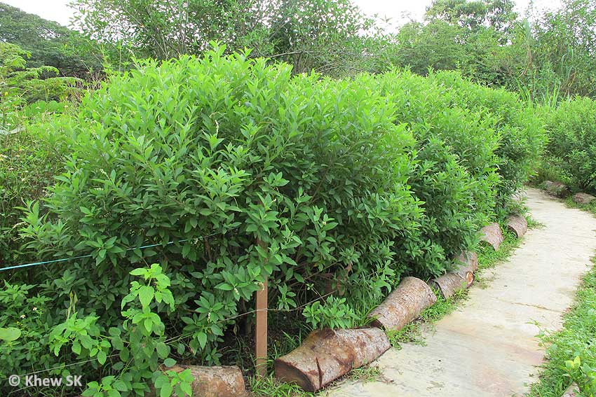 The Farmer Fred Rant Plants For Privacy