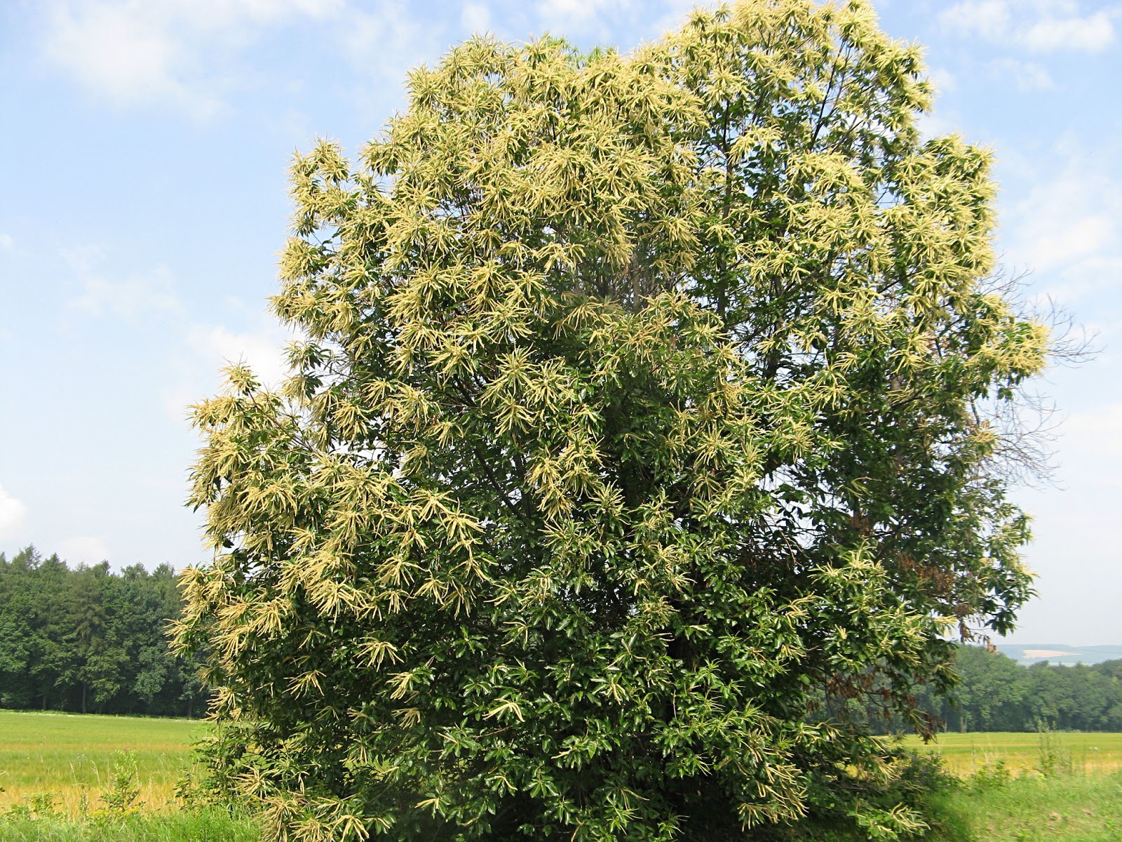 каштан съедобный (посевной) сатива. каштан европейский съедобный. каштан посевной съедобный. каштан посевной. каштан съедобный (посевной) сатива.