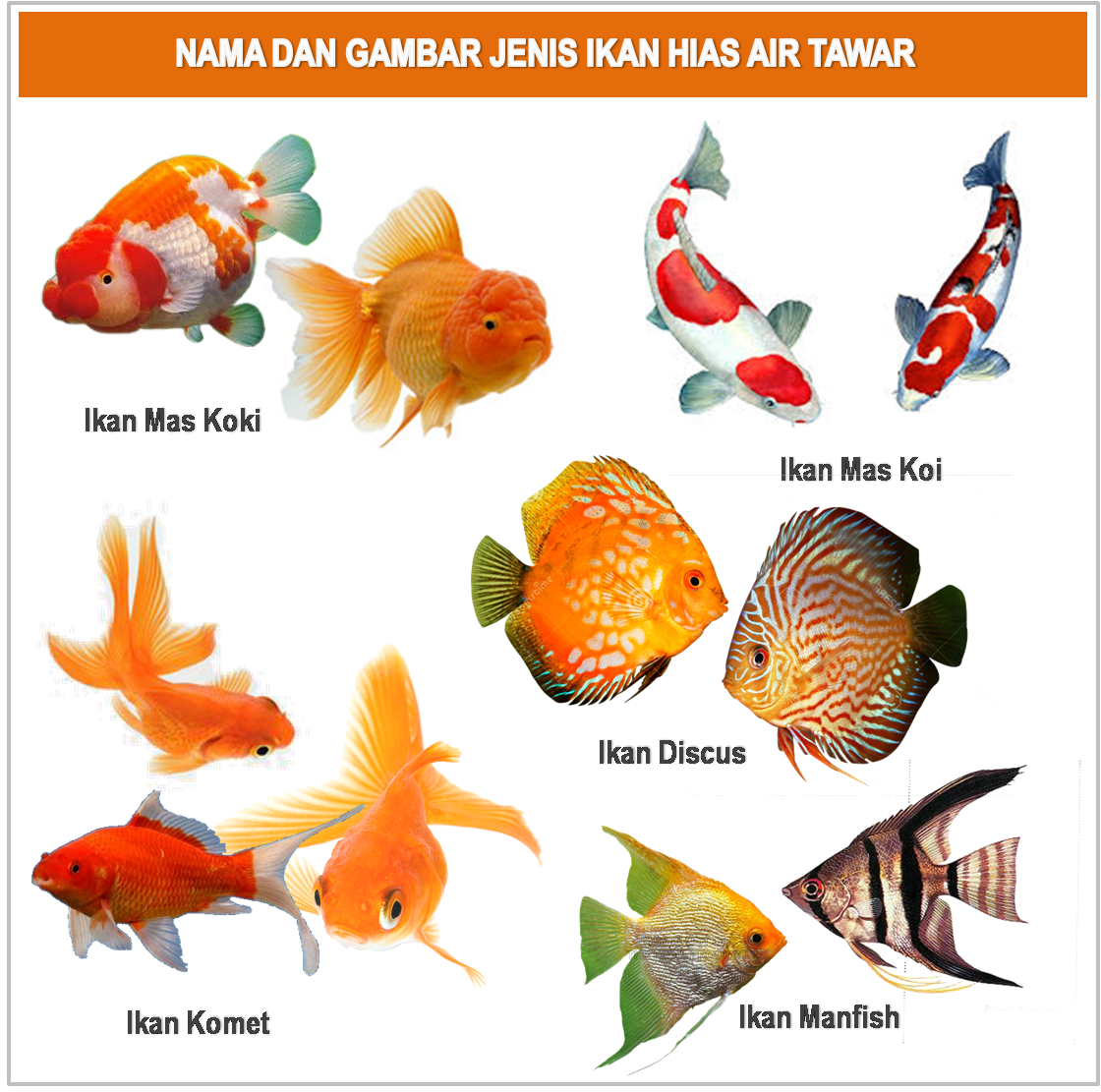 15 Koleksi Cemerlang Gambar  Gambar  Ikan  Hias Air  Tawar 