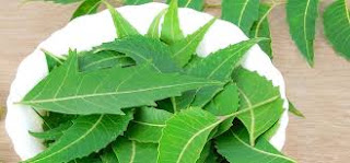 neem health benefits in urdu 2