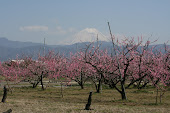 富士山と桃の花