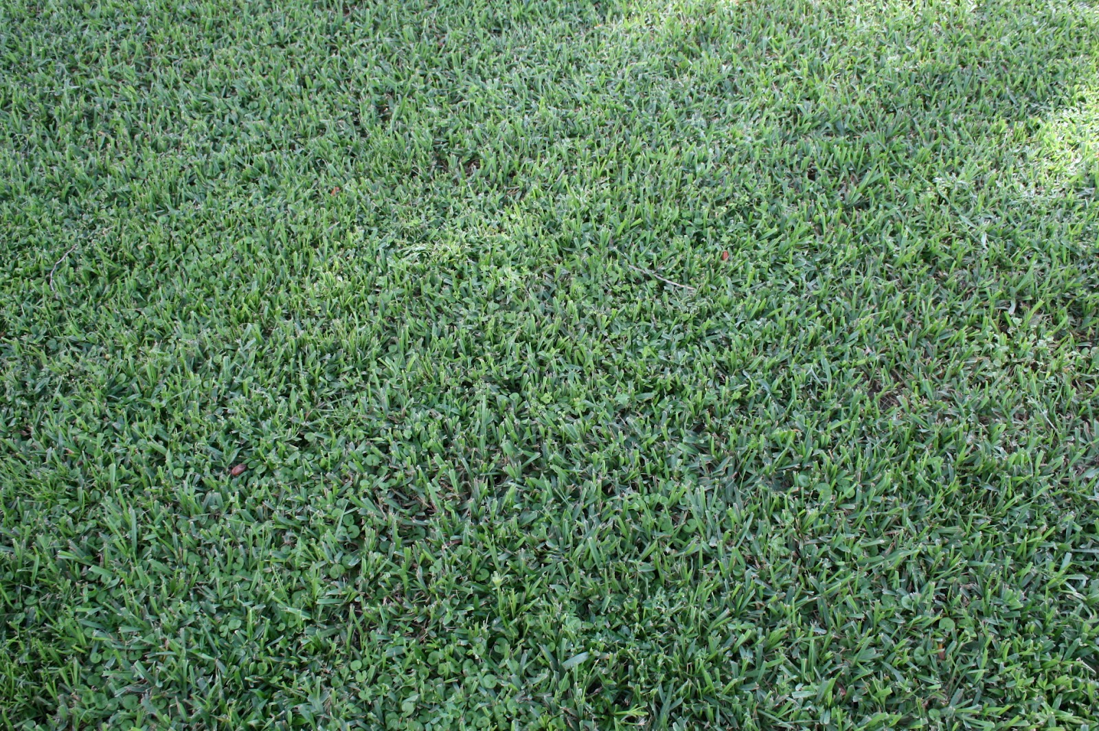 Mercedes st augustine grass #6