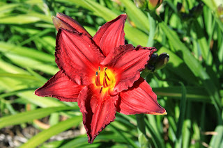 daylilies