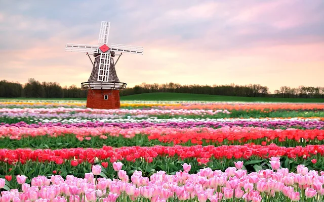 Foto van tulpen en een oude windmolen