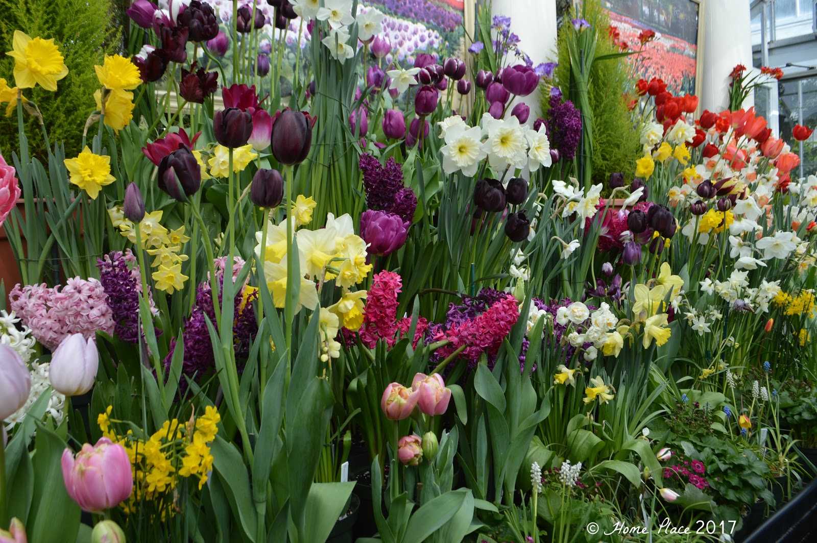 Home Place The Annual Spring Bulb Show at Smith College in Western