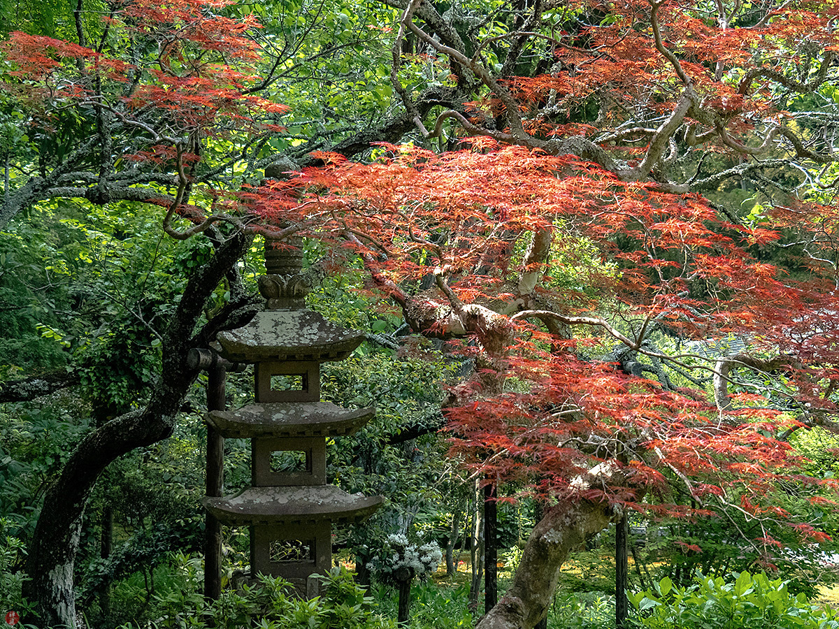 The Plant Hunter Deutzia Redux