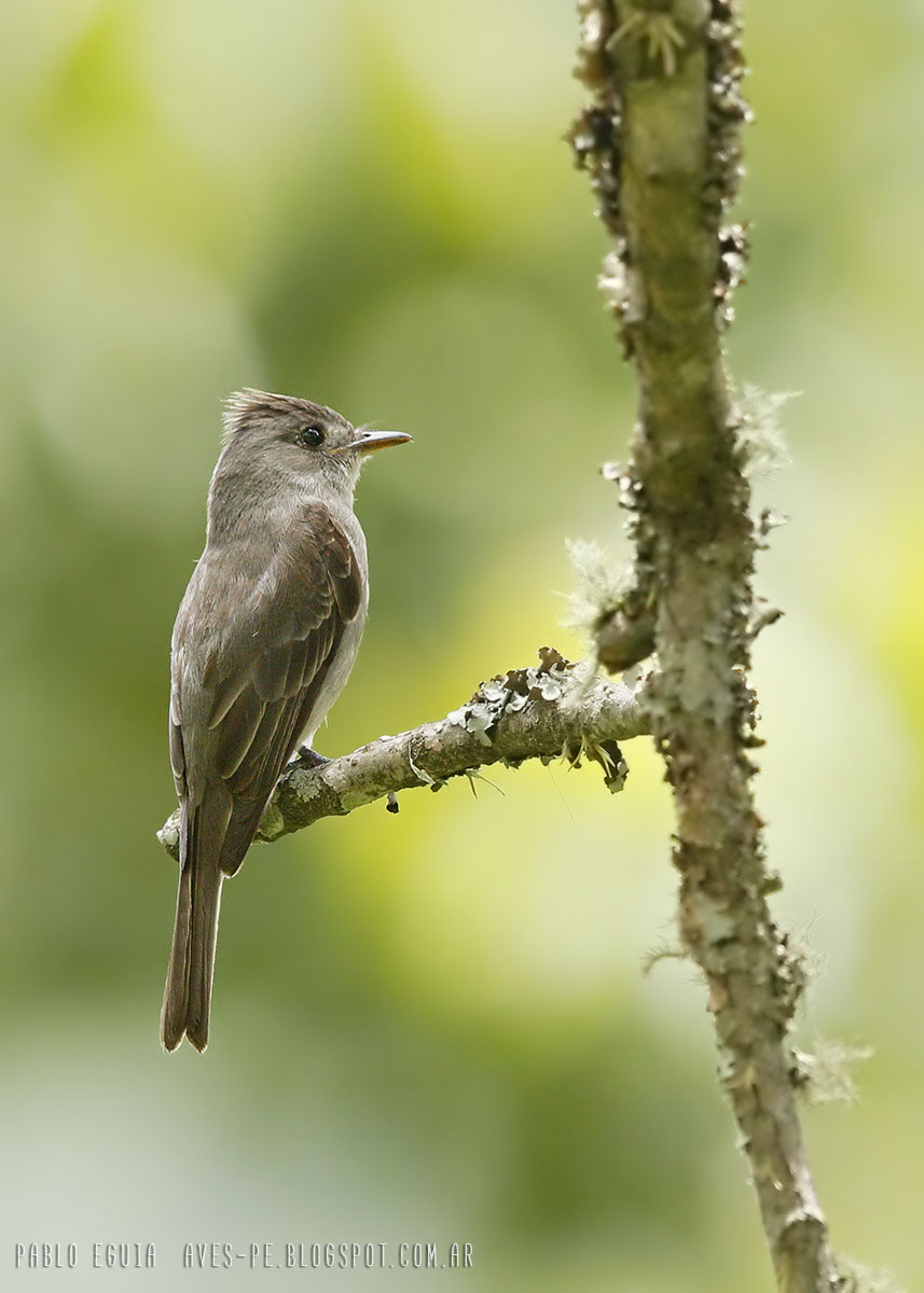 mis fotos de aves Contopus cinereus Burlisto Chico Southern Tropical Pewee