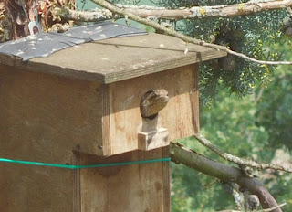 torcicollo jynx torquilla birdwatching rose orto erbe aromatiche ed officinali alla fattoria didattica dell ortica a savigno valsamoggia bologna vicino Zocca in appennino