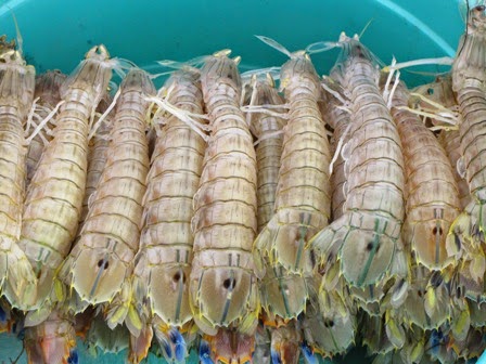 Crayfish Cà Mau (TômTít Cà Mau)1