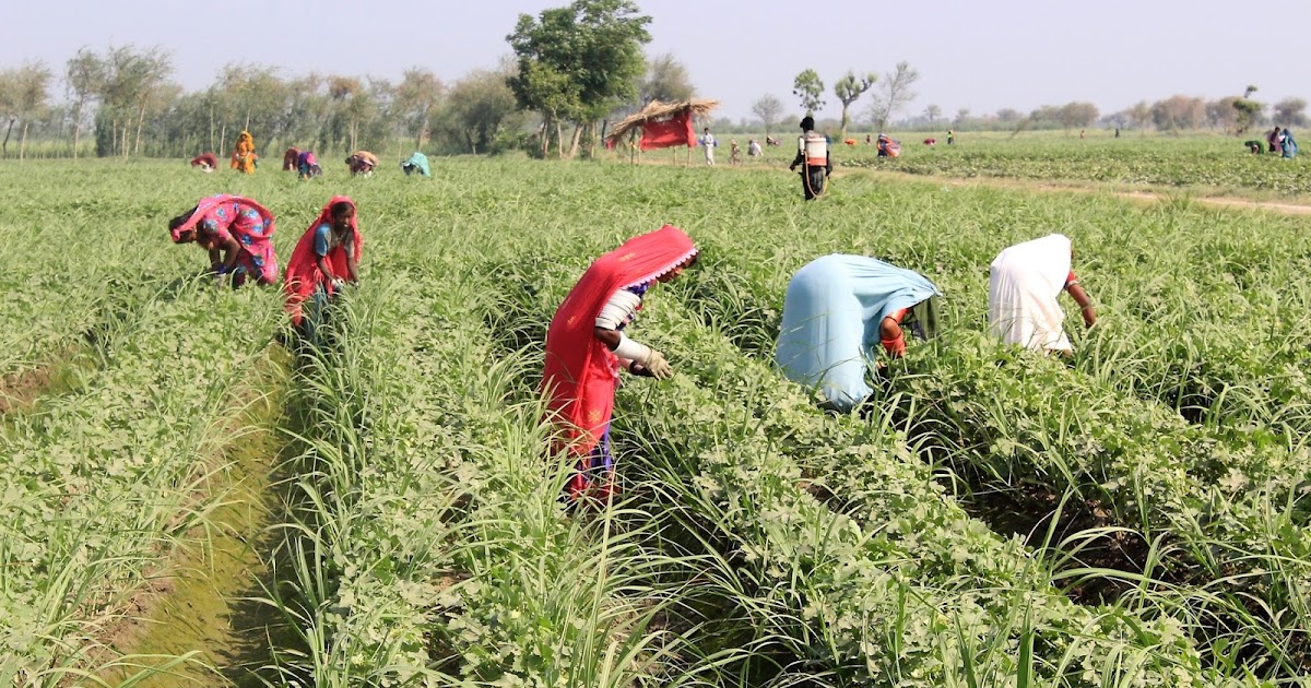 Collective Blog Sustainable Farming Systems for Food and Nutrition