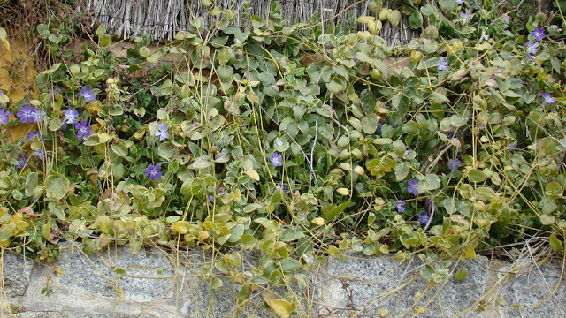 Hierba doncella variegada o Vincapervinca variegada (Vinca major 'Variegata').