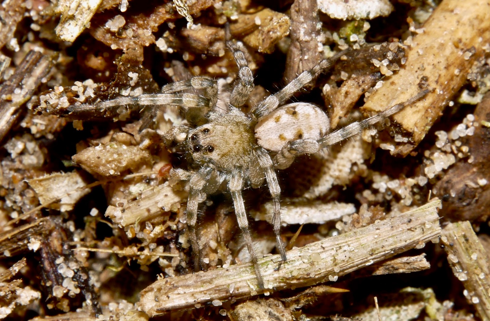 Northwest Norfolk Naturalists A dune spider