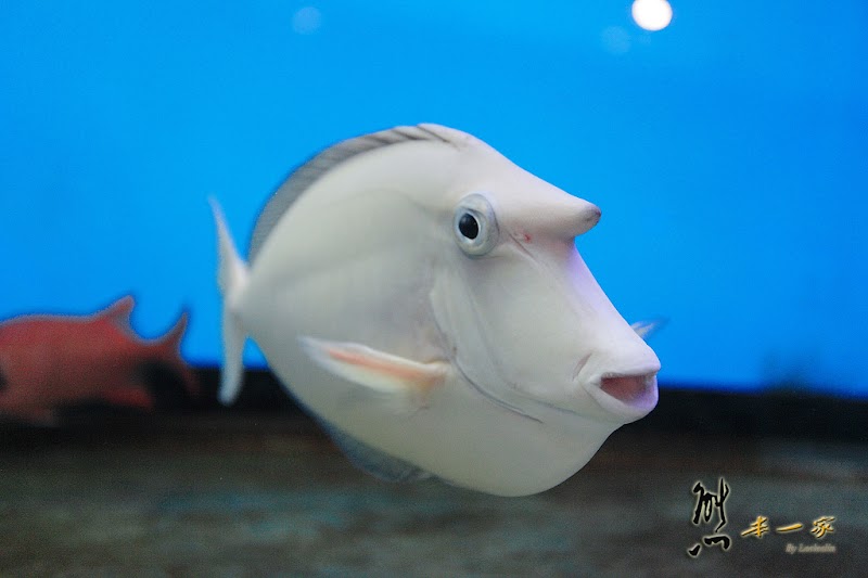 七星柴魚博物館|海洋資源區|趣味柴魚燒DIY|花蓮新城觀光工廠|余宗柏故事館七星柴魚博物館|黑潮本舖|紀念商品區|花蓮新城觀光工廠七星柴魚博物館|七星潭周邊景點|花蓮親子觀光工廠|七星潭社區|崇德隧道、崇德休憩區