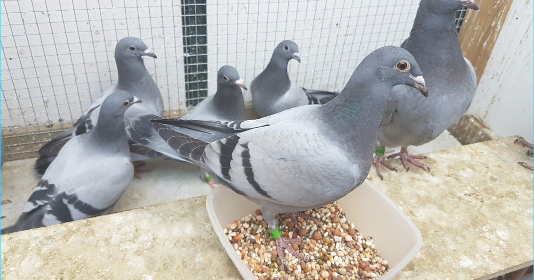 Pigeon Fever Aanleveren