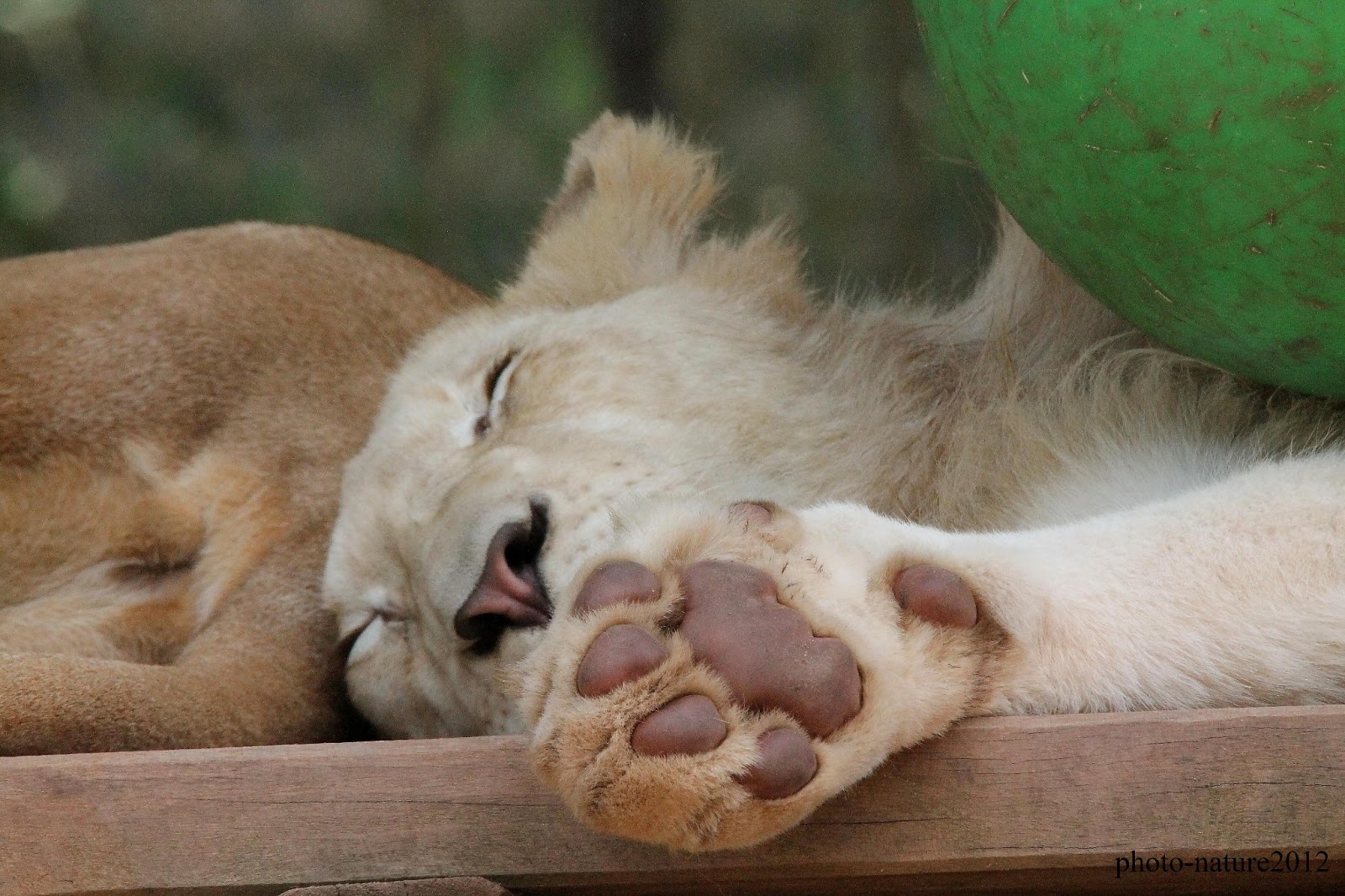 Photographe animalier et de nature Lions blancs