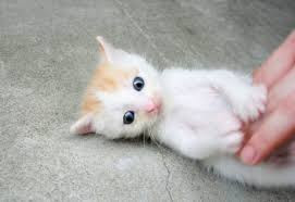 Cute And Funny Images Of White Kitten 7