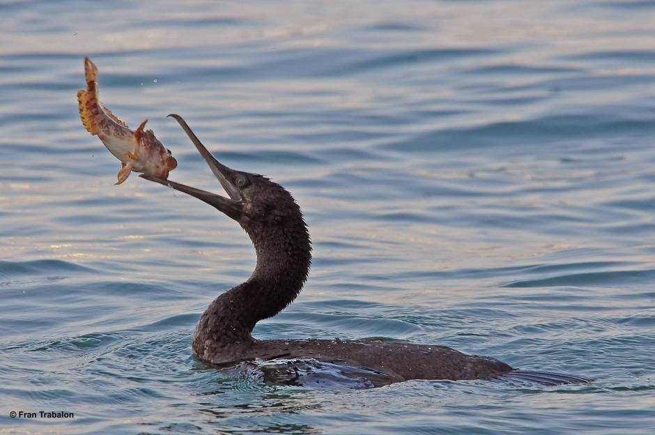 Cormorant Birds Info And Pictures All Wildlife Photographs