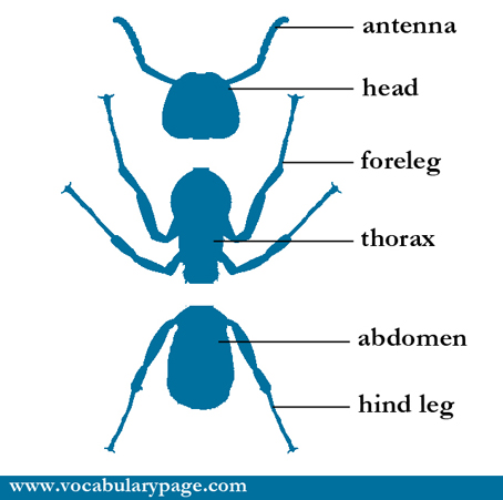 Parts of ant