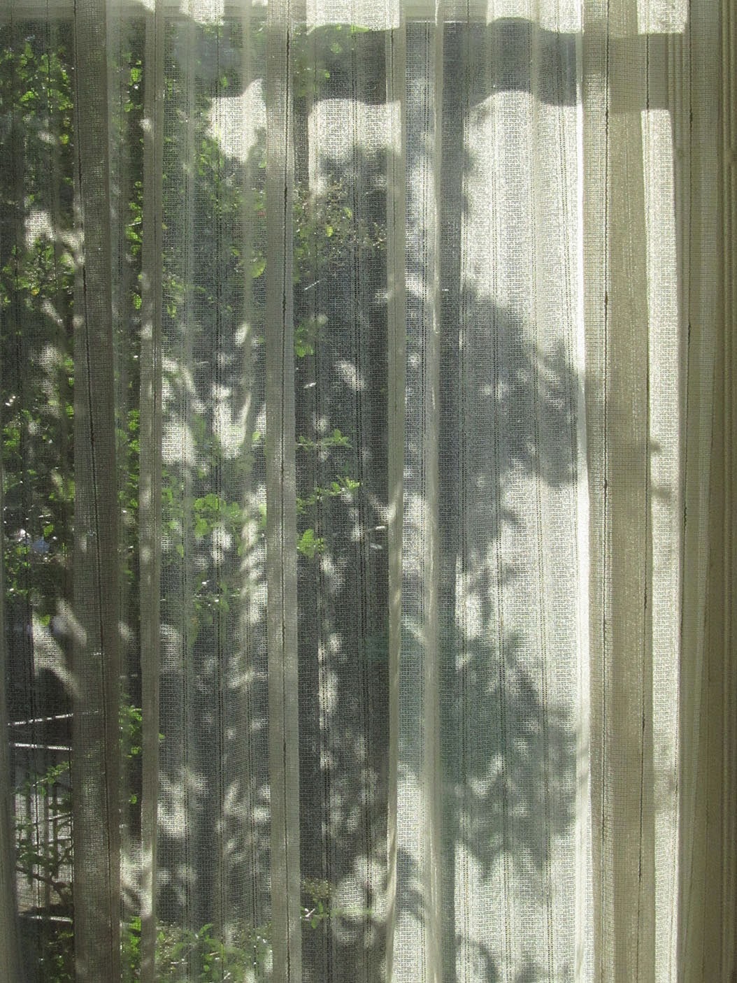 shadow of a bush in the window