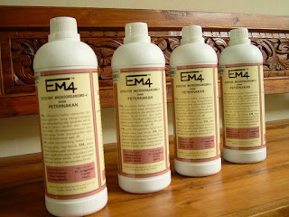 contoh probiotik untuk ayan petelur contoh probiotik untuk ayan petelur