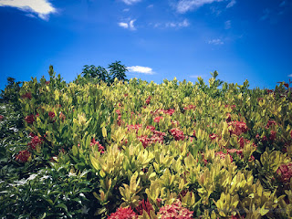 Type Of Red Ashoka Flower Plant Bed In The Garden Of The Park On A Sunny Day