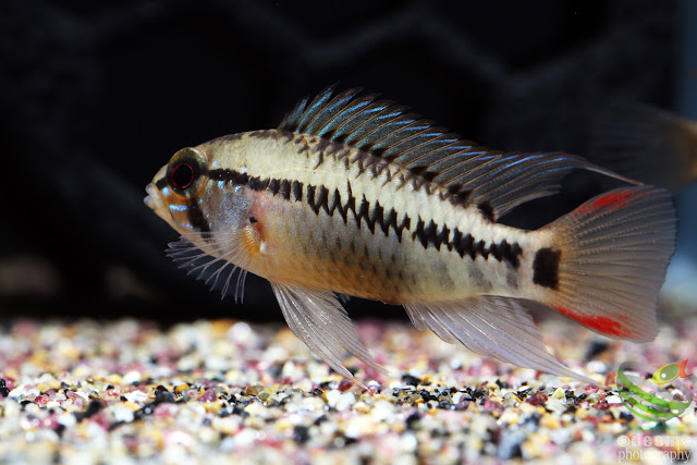 Apistogramma sp. rotflecken