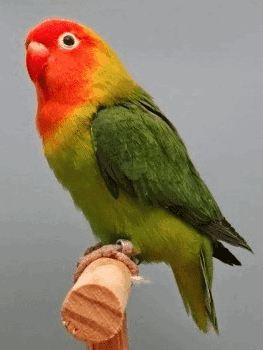 Cara Jitu Mengatasi Lovebird Kegemukan  BirdElite