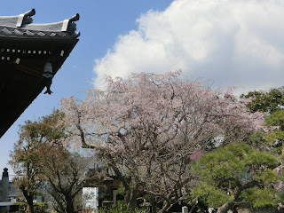 本覚寺の枝垂れ桜