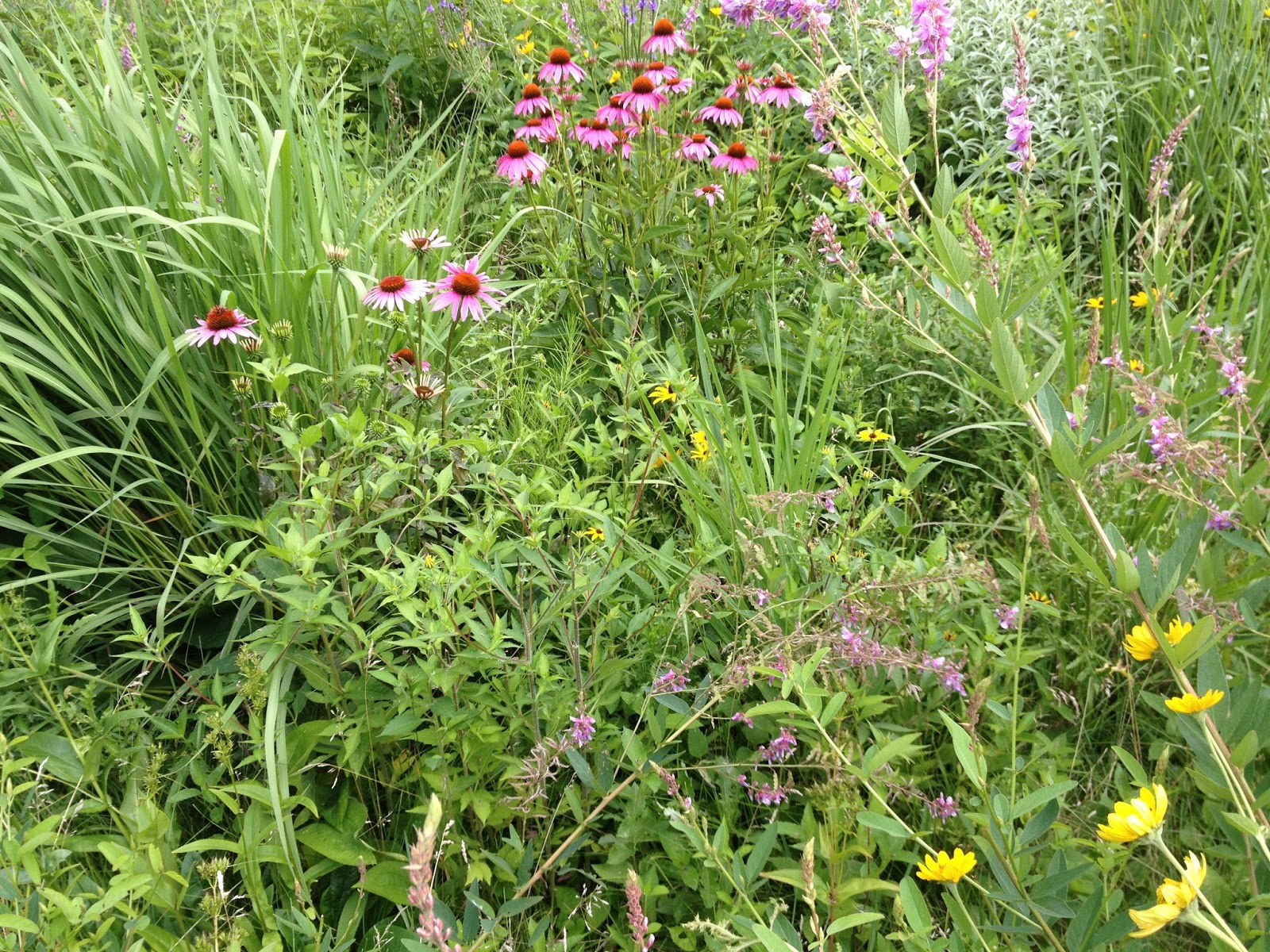 The Benefits Of Landscaping Landscaping In Decatur Ga Plants