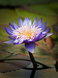 60 fotografías de las flores más hermosas del mundo