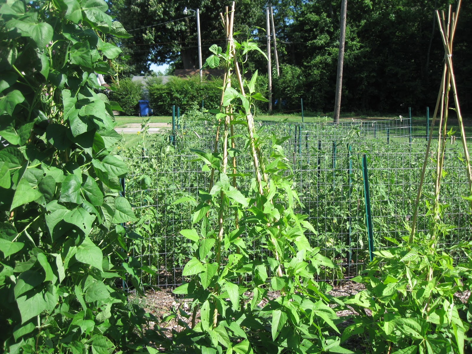 Kentucky Fried Garden Okra, Pole Beans, and Cucumbers