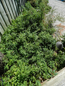 Toronto garden cleanup Bedford Park before Paul Jung Gardening Services