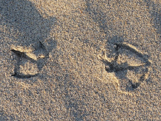 Traces de pas - Empreinte dans le sable - Traces d'animaux Traces de pas - Empreinte dans le sable - Traces d'animaux