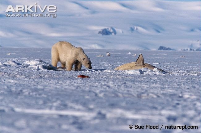 Polar bear and Beluga