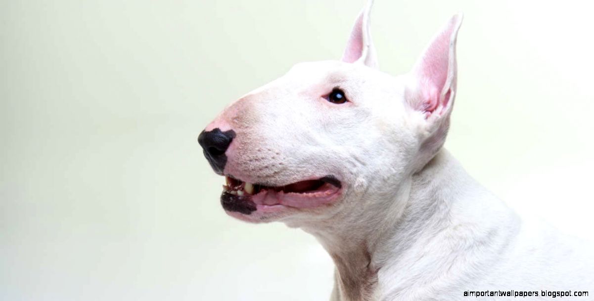Which Breed The Bull Terrier