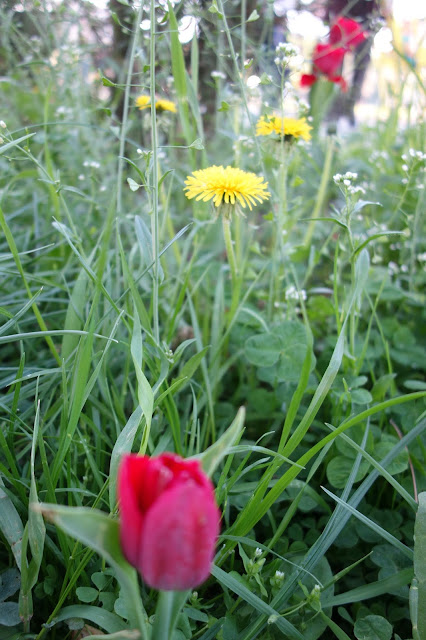 #EUNUMAIZIC - PRIMAVARA!